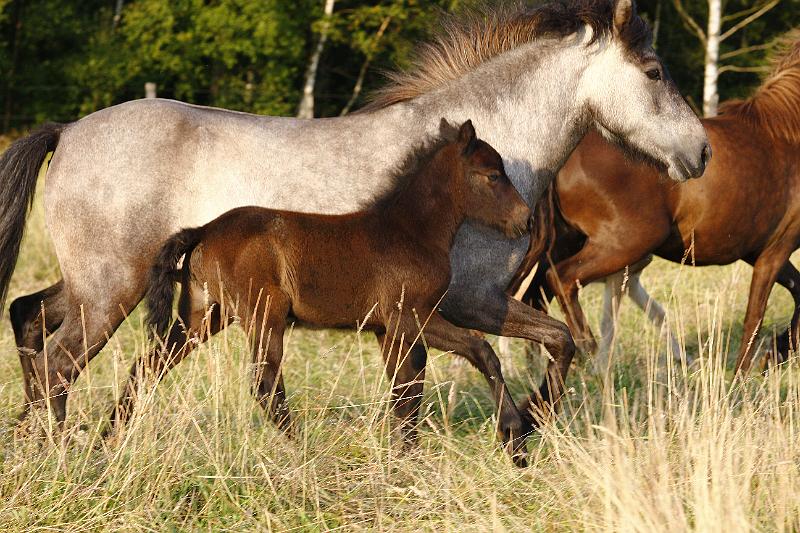 Hlin und Arndis 3.jpg